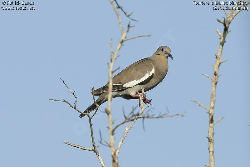 White-winged Doveadult, identification