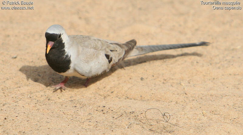 Namaqua Dove male, identification