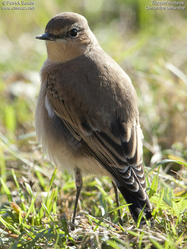 Northern Wheatear female juvenile, identification