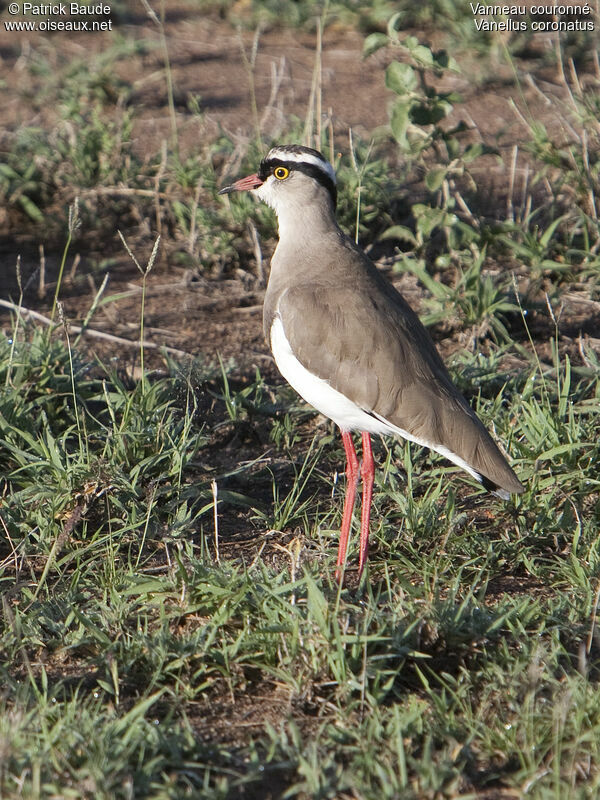 Crowned Lapwing male, identification