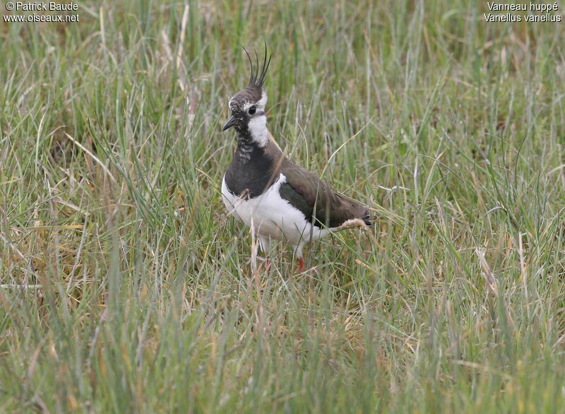 Northern Lapwing male