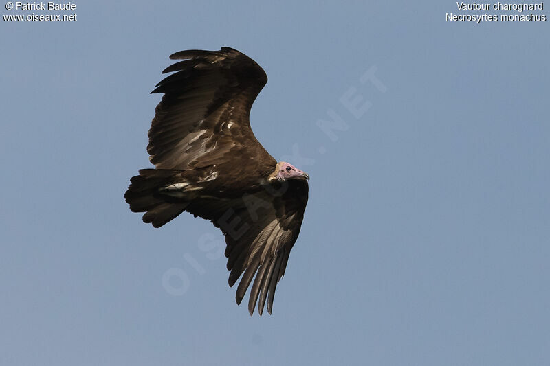 Hooded Vultureadult, Flight